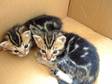 Marbled Bengal Cross Kittens for Sale