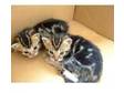 Marbled Bengal cross kittens for sale. Marbled Bengal....