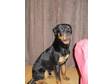 Rottweiler For Stud. My Gorgeous Rottweiler for stud,  He....