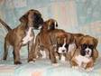BOXER PUPPIES Beautiful boxer puppies available for....