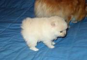 Small Pomeranian Puppies for Free x-mas
